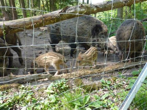 Wildgebied Unterdielbach