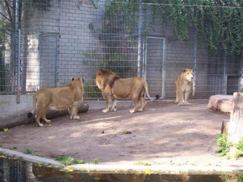 Zoo Heidelberg